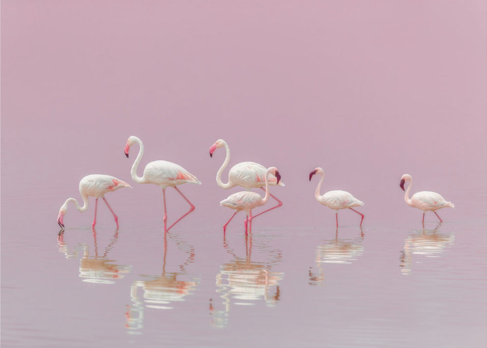 Flamants roses | Papier Peint Photo