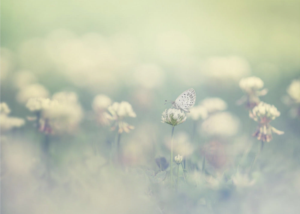 petit monde | Papier Peint Photo