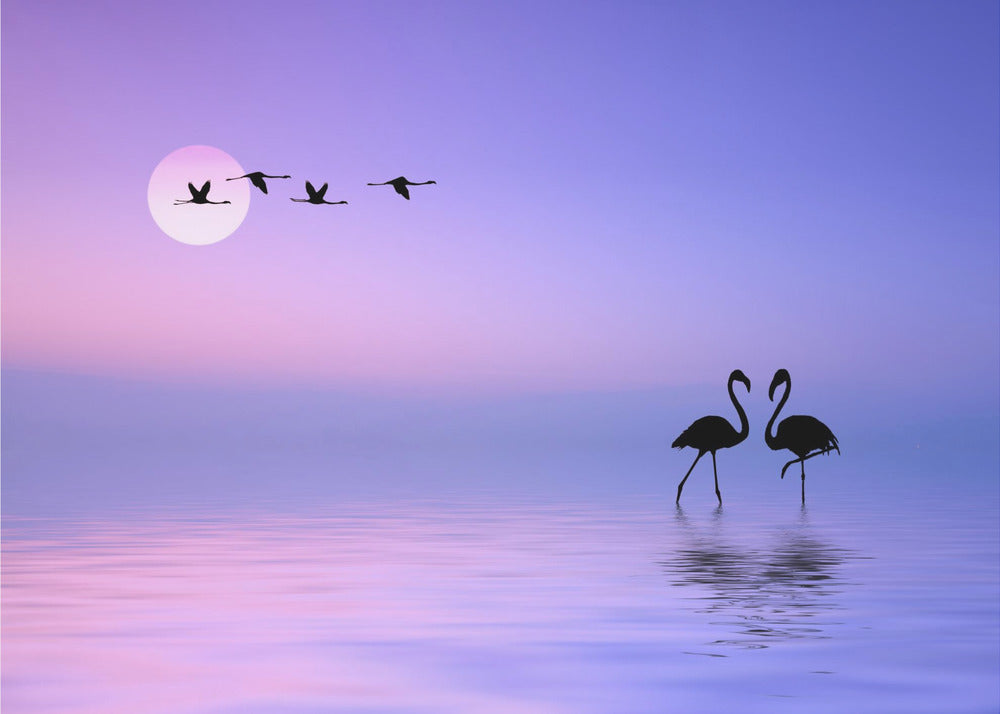 Vliegende flamingo | Fotobehang