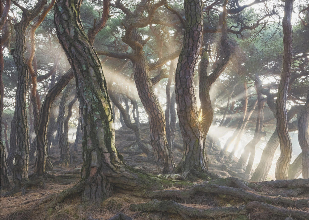 Pinos sagrados | Papel Pintado Fotográfico