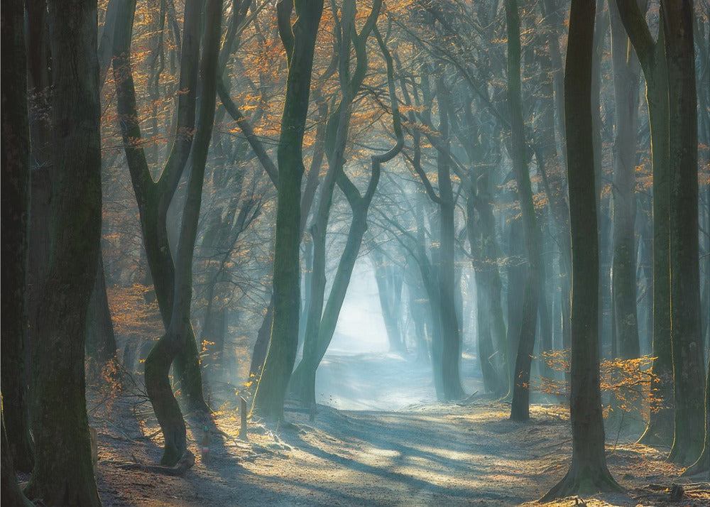 Lumière froide | Papier Peint Photo