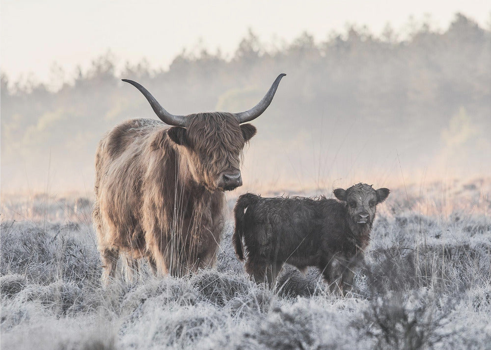 Highlander and Calf | Canvas
