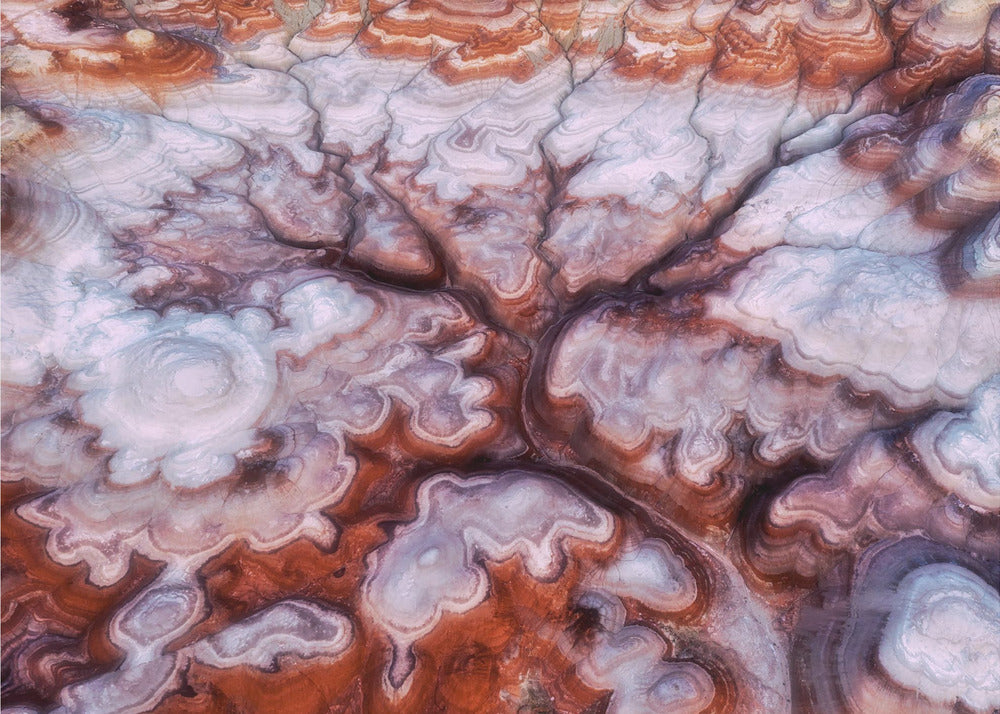 Un árbol en el desierto | Papel Pintado Fotográfico
