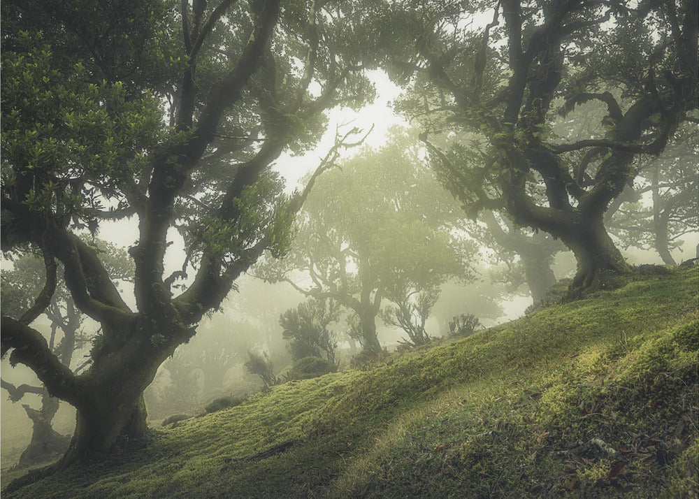 Bosque encantado | Papel Pintado Fotográfico