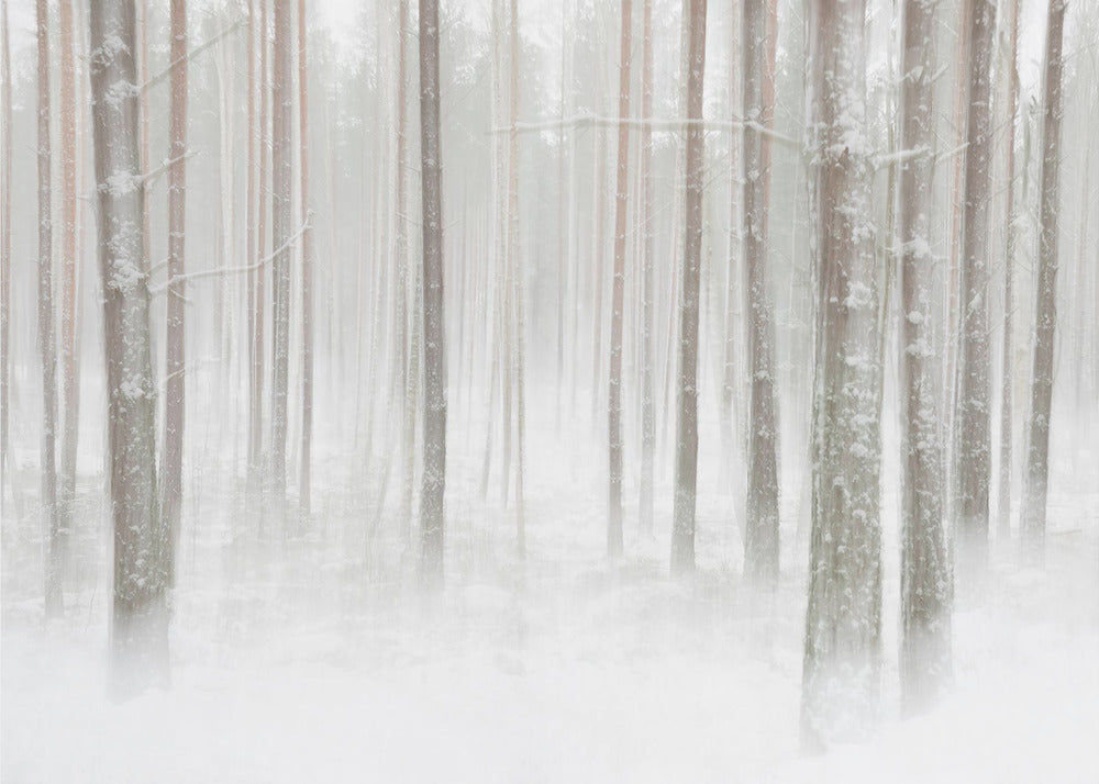 Foresta invernale in Svezia | Carta da Parati Fotografica