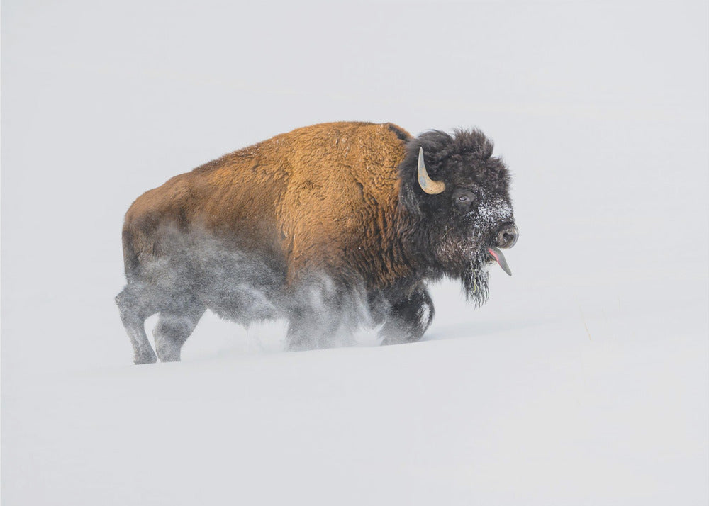 Bison dans la neige | Papier Peint Photo