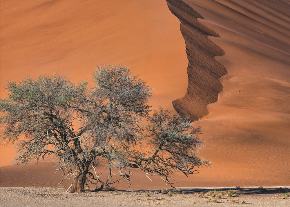 Acacia en el desierto | Papel Pintado Fotográfico
