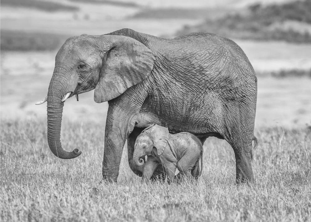 In der Nähe und geschützt bleiben | Fototapeten