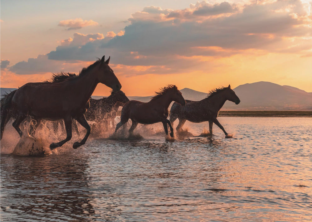 CABALLOS DE AGUA | Papel Pintado Fotográfico