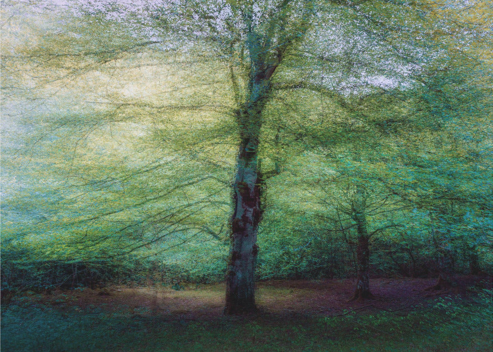 bosque | Papel Pintado Fotográfico