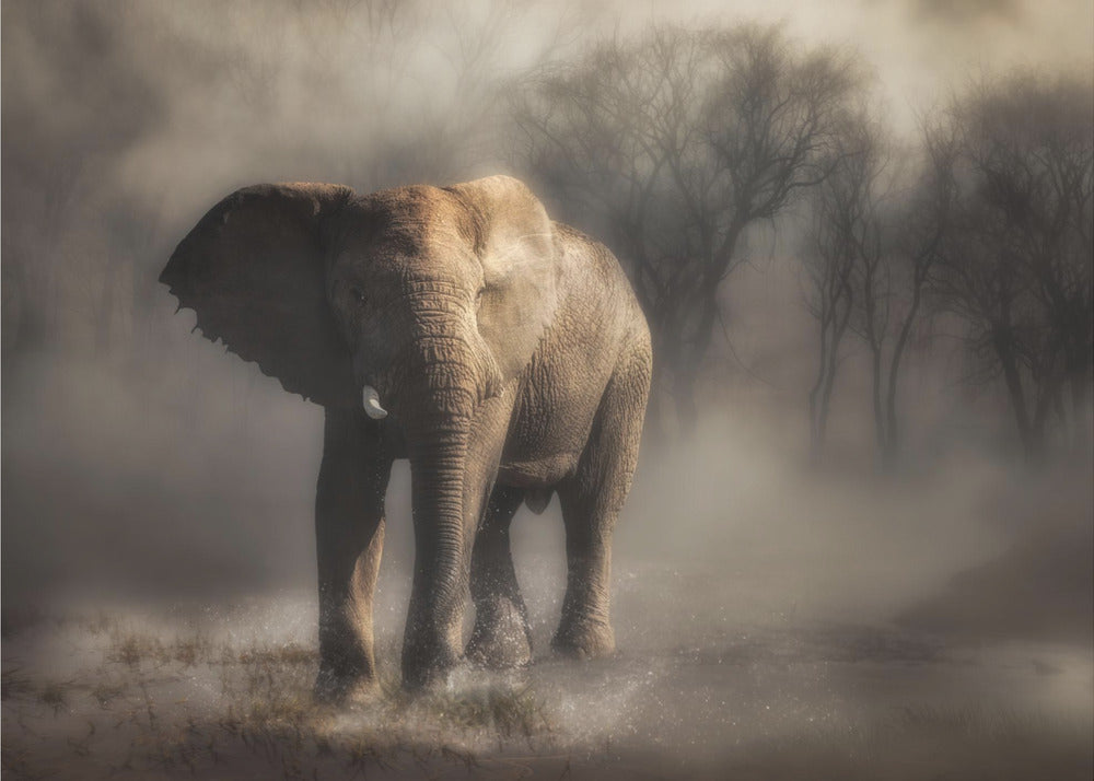 "...elefant drikker vand..." | Fototapeter