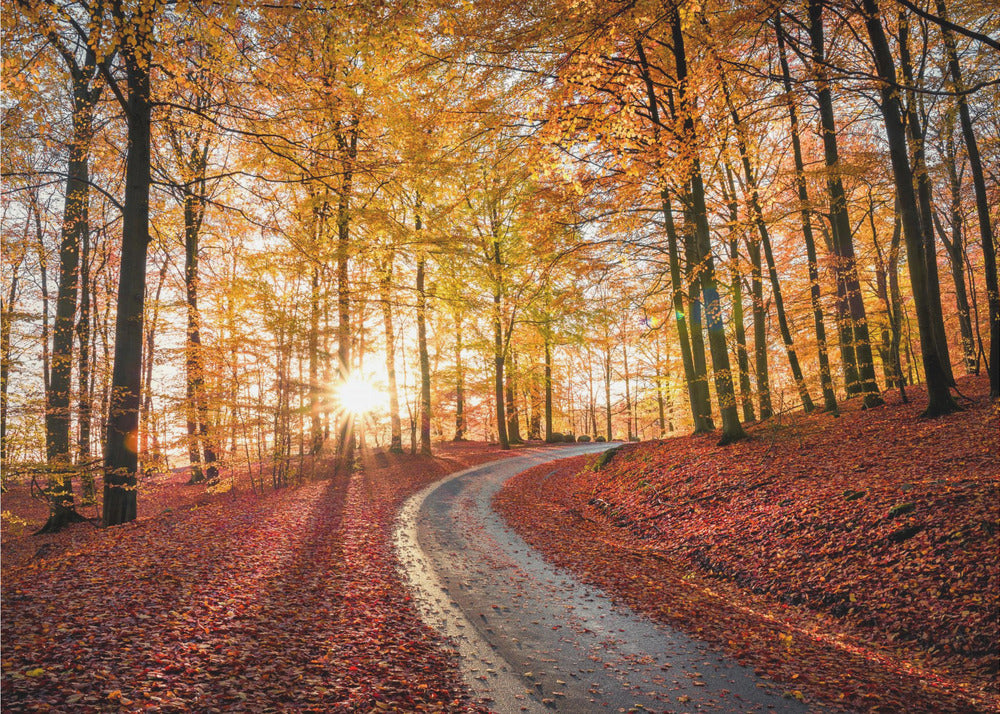 Strada nel Parco Nazionale Söderåsen, Svezia | Carta da Parati Fotografica