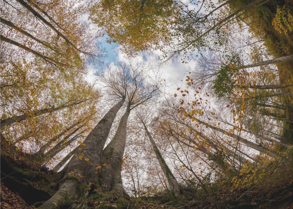 Bosque | Papel Pintado Fotográfico