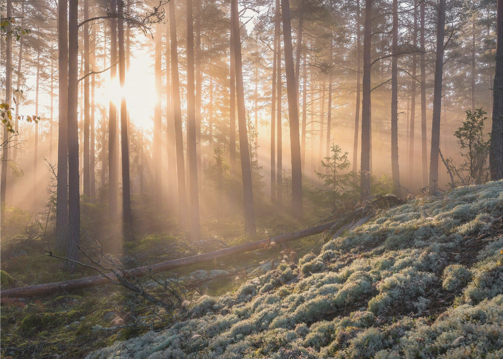Sumu metsässä, valkoista sammalta etualalla | Valokuvatapetit