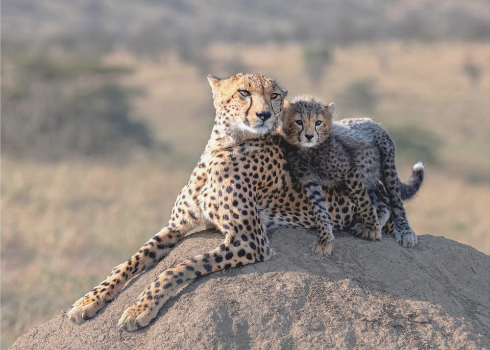 Cheetah en beker! | Fotobehang