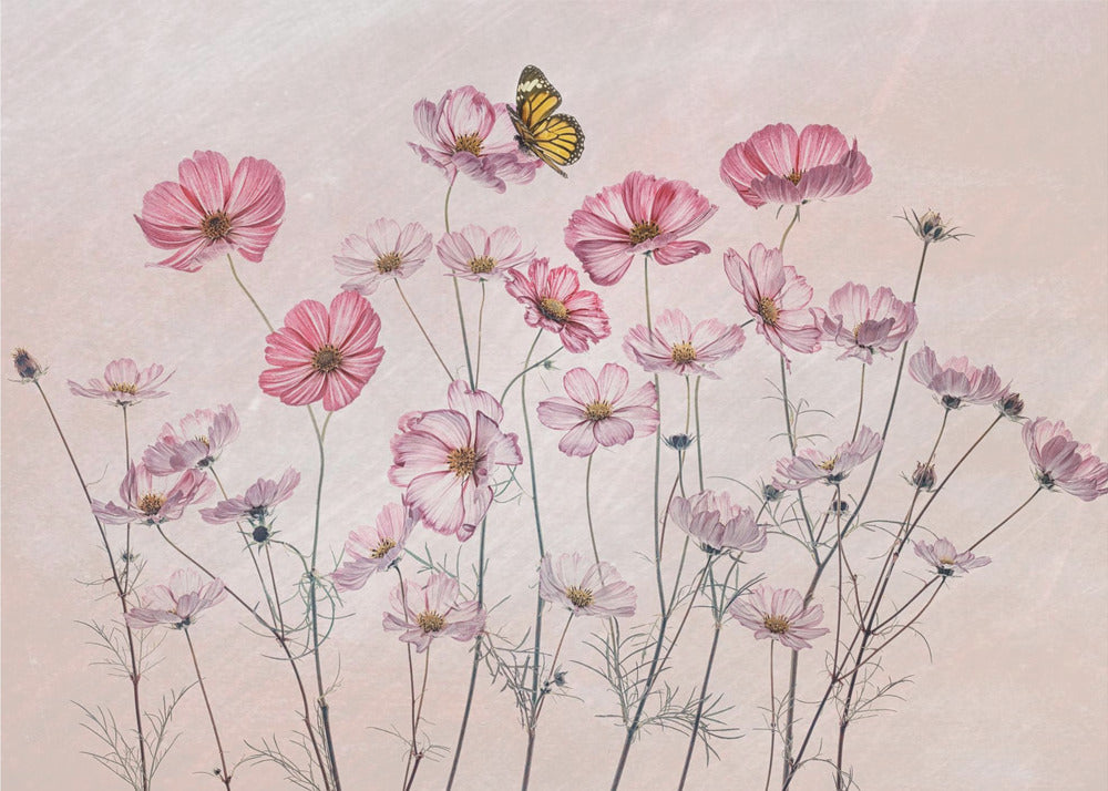 Kosmos und Schmetterling | Fototapeten