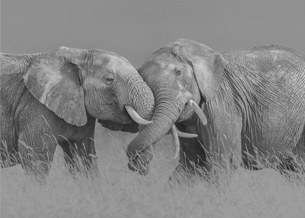 Vol d'éléphant | Papier Peint Photo