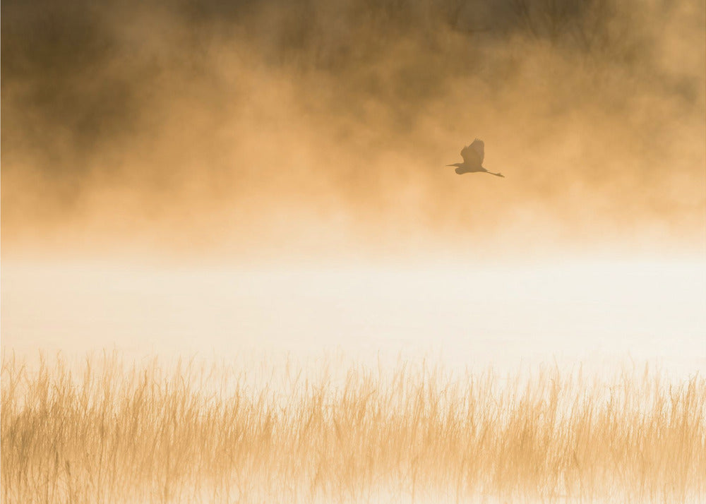 Morgonflyg | Fototapet
