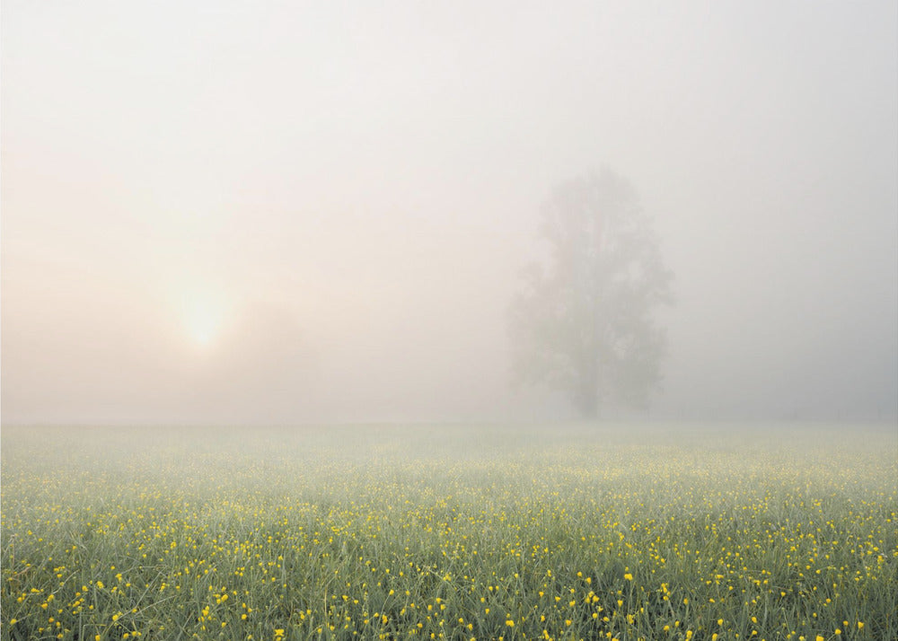 Decoración de primavera | Papel Pintado Fotográfico