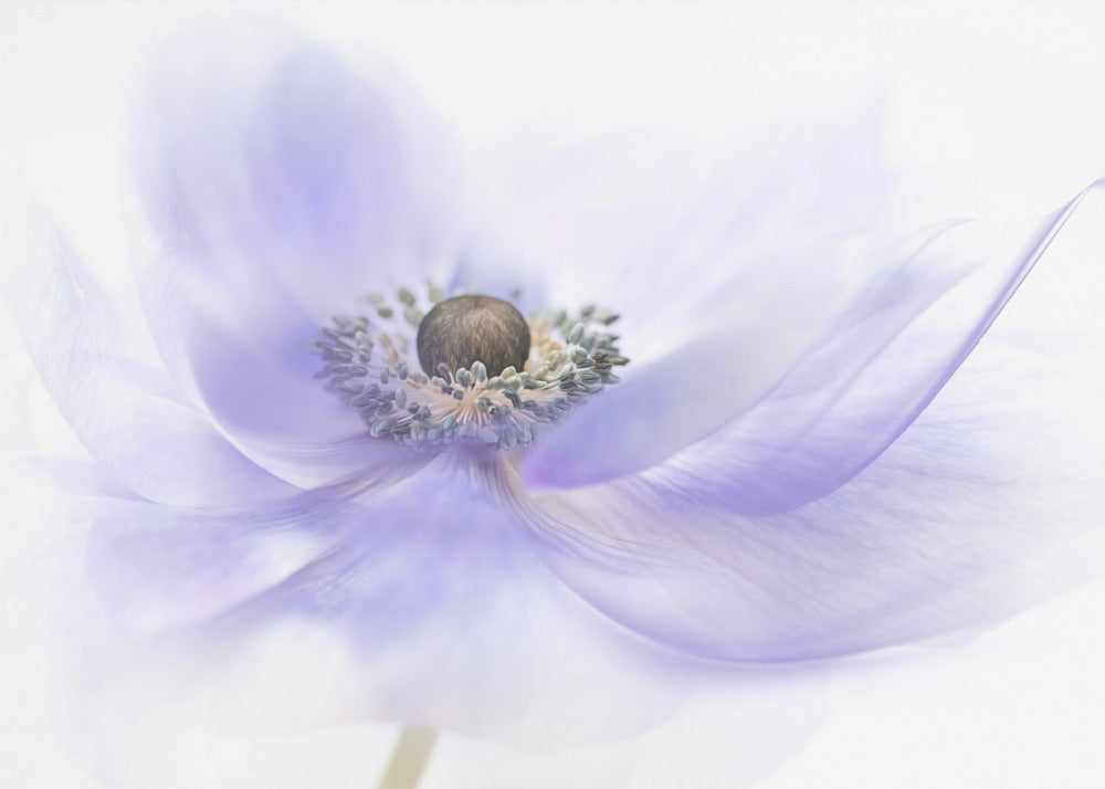 Summer Breeze | Canvas