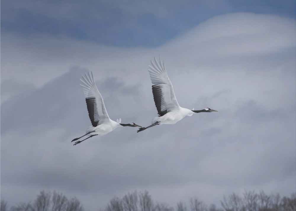 Sandhill i aktion | Fototapet