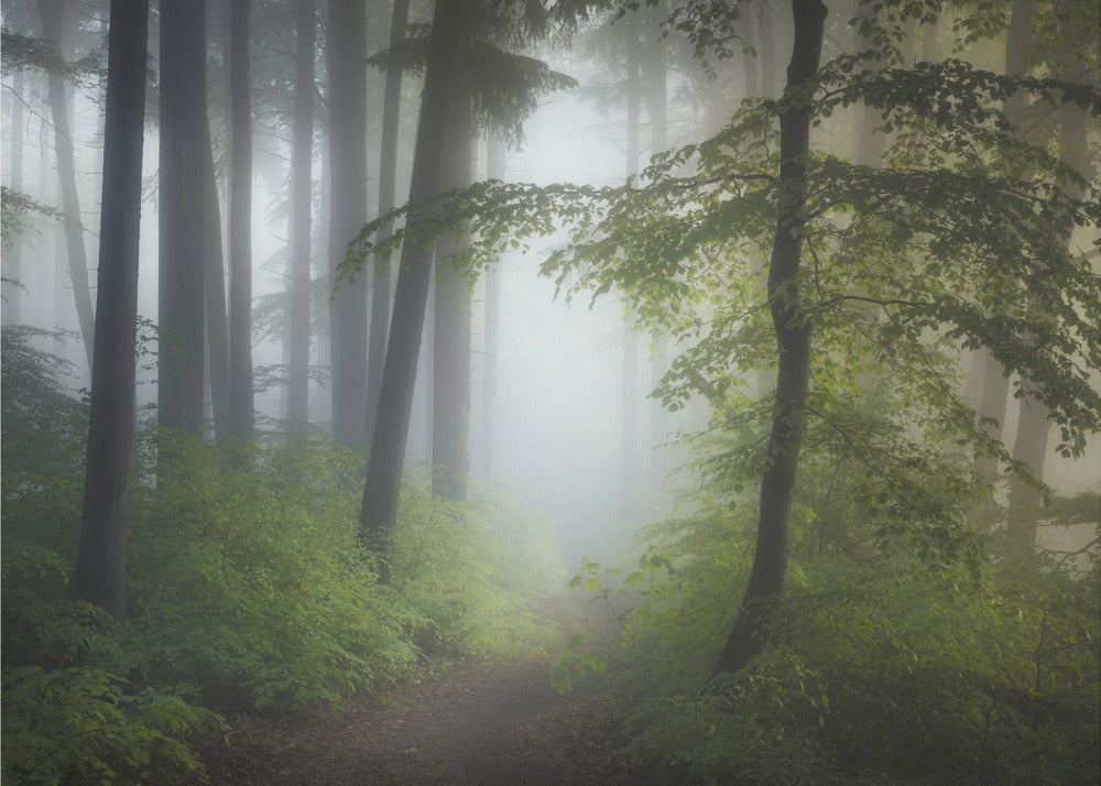 Morgondimma | Fototapet