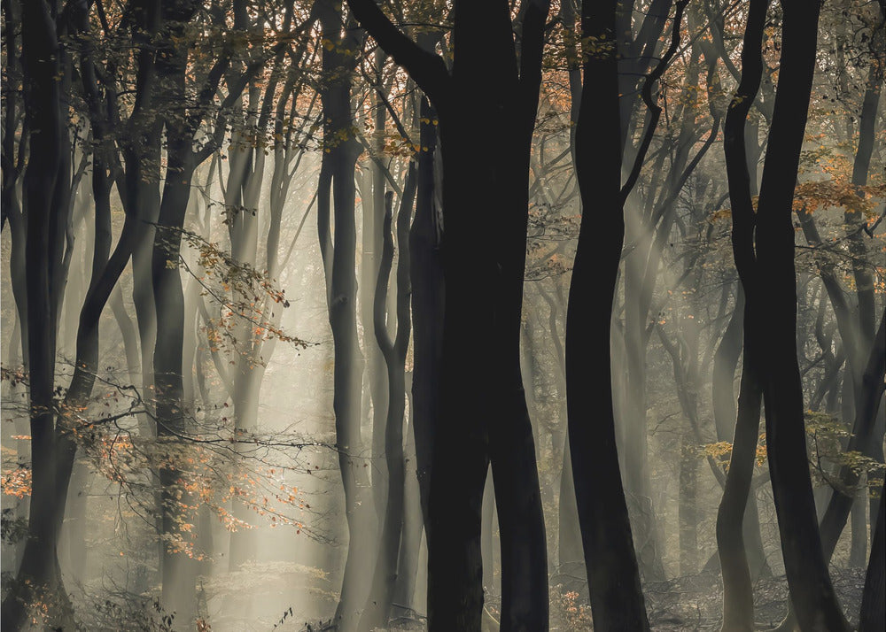 Speulderbos | Fototapet