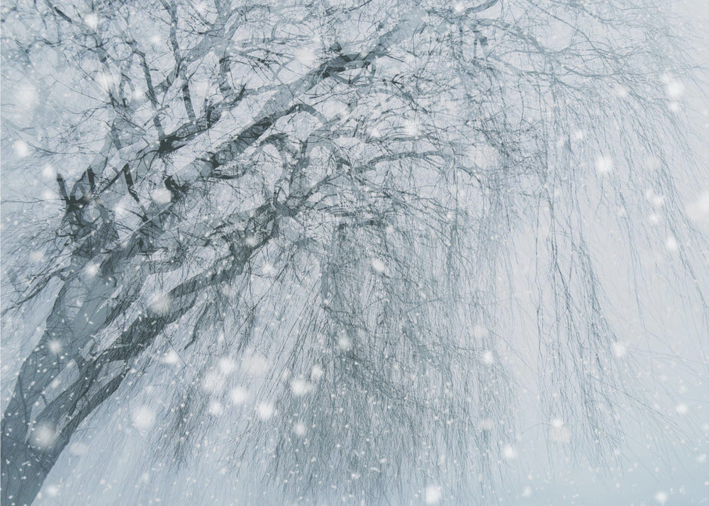 Winterbaum | Leinwand-Bilder