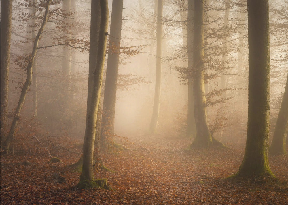 Novemberskogen | Fototapet