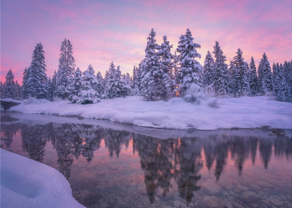 Skogsmorgon | Fototapet