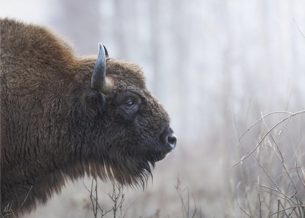 Bisons profil | Lærredsbilleder