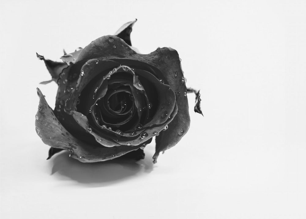 Rosa nera | Stampe su Tela