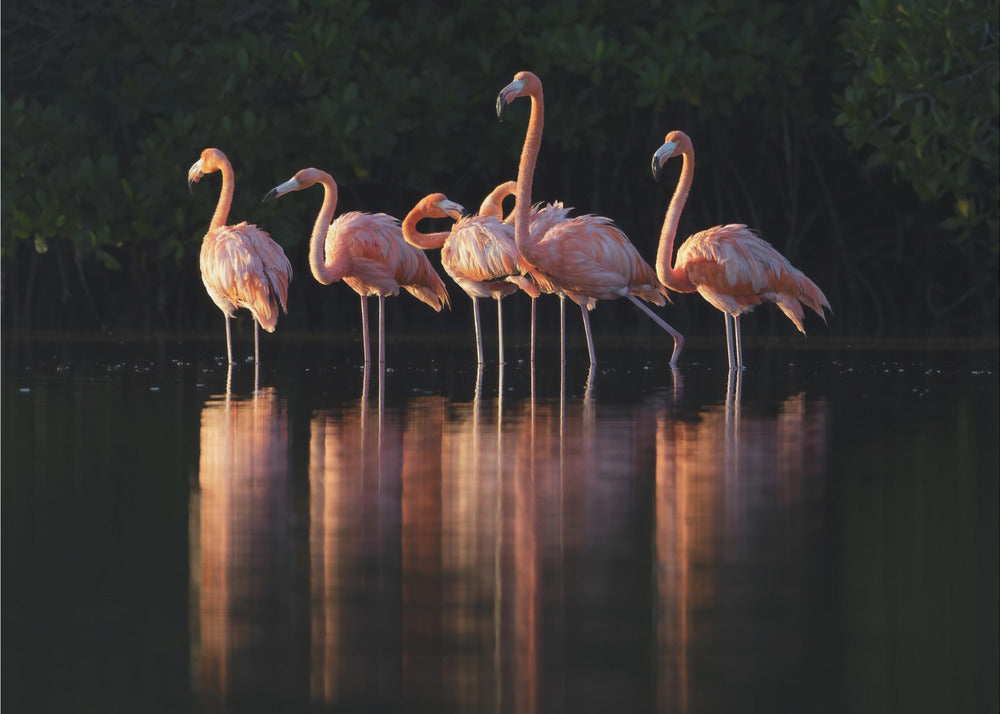 Pink Dawn | Canvas