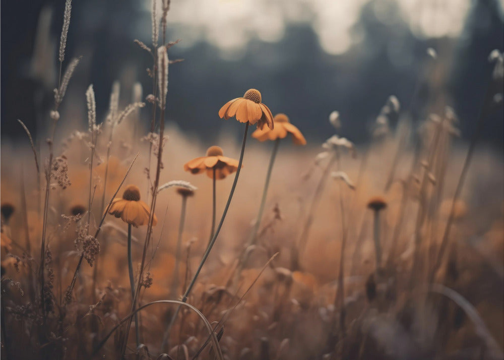 Orange Margarites | Canvas