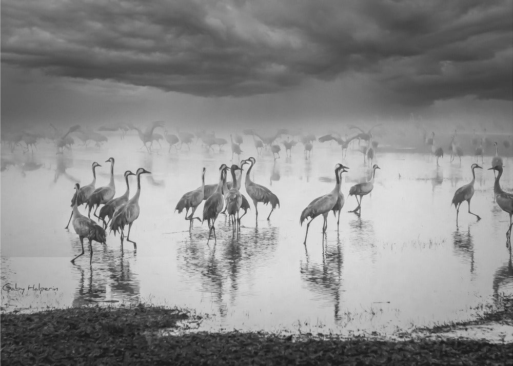 Amanecer en el lago | Impresiones en Lienzo