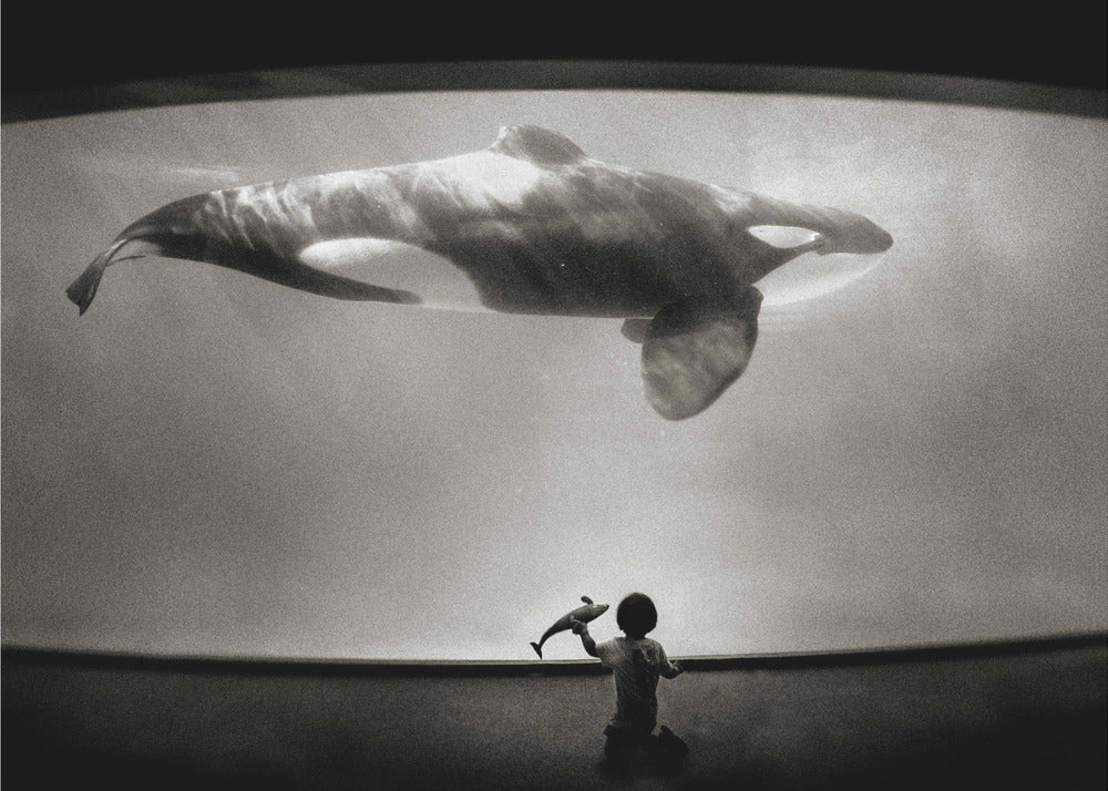 Dentro del dominio de las orcas | Impresiones en Lienzo