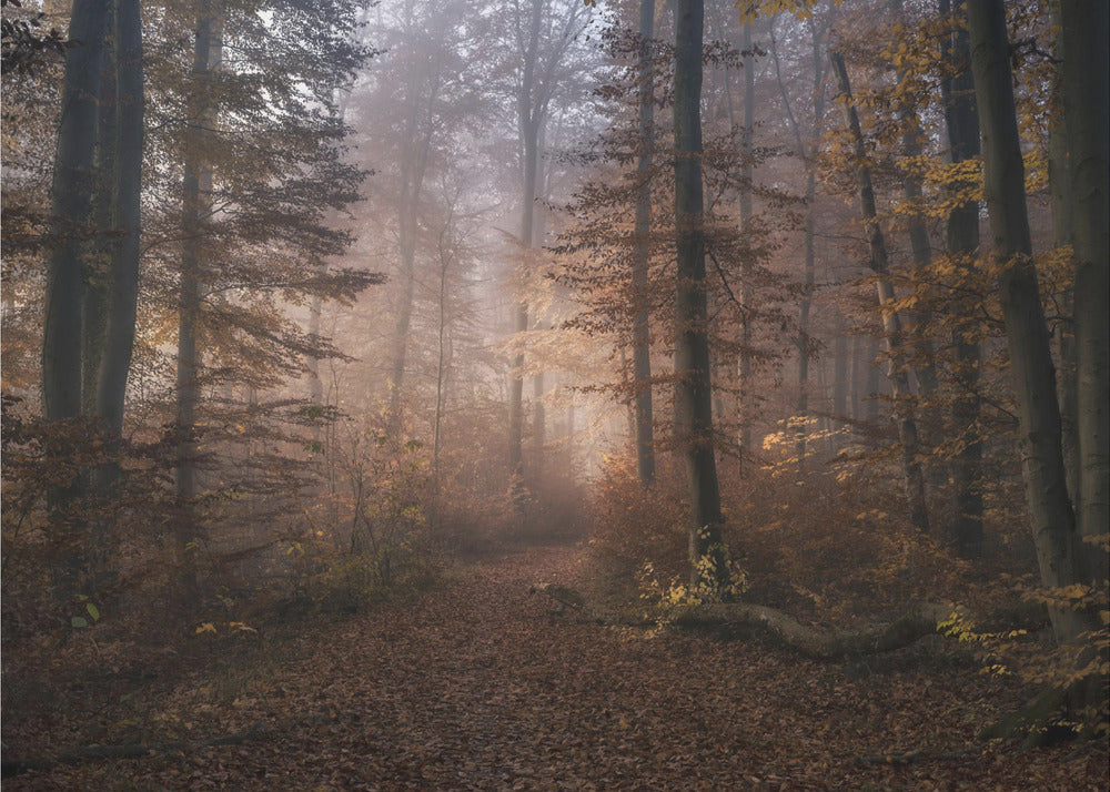 Novembersymfonin | Fototapet