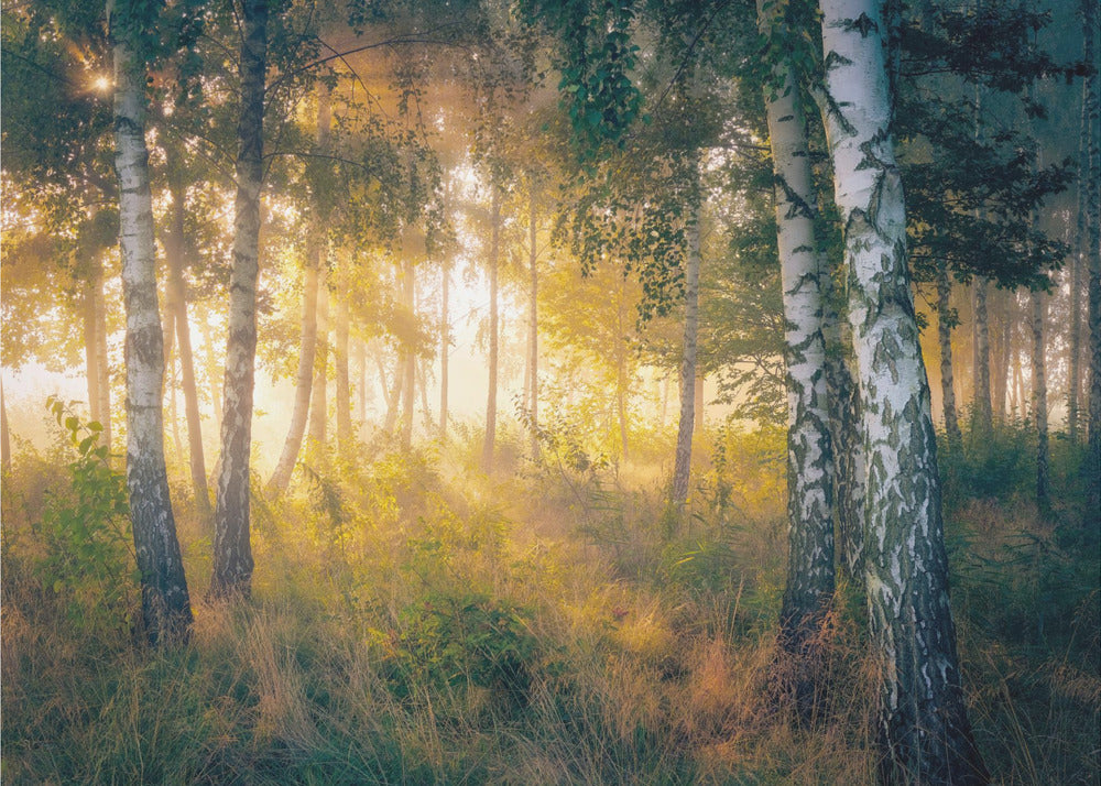 Guld i skogen | Fototapet