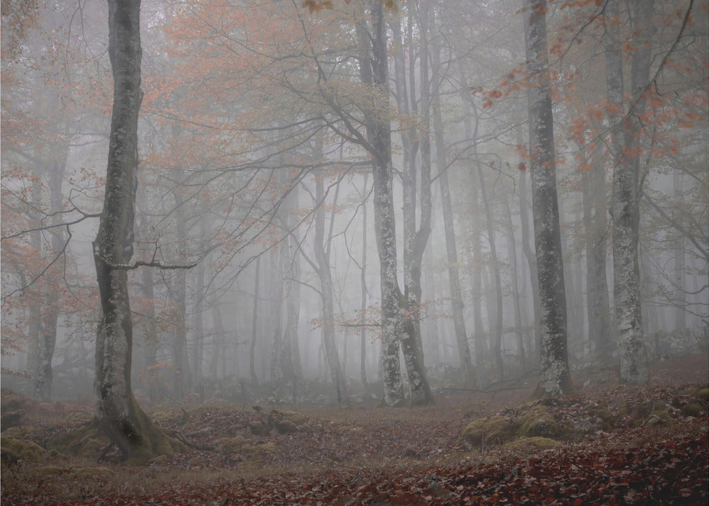 Dimma och skog | Fototapet