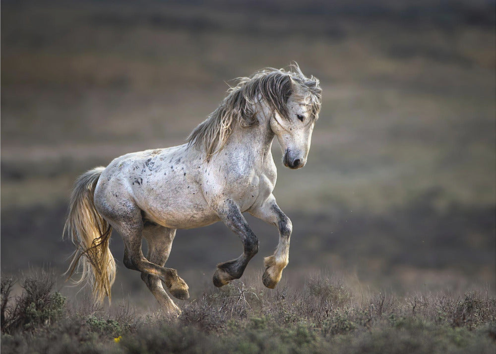 Mustang, villihevonen / Equus ferus caballus | Canvastaulut
