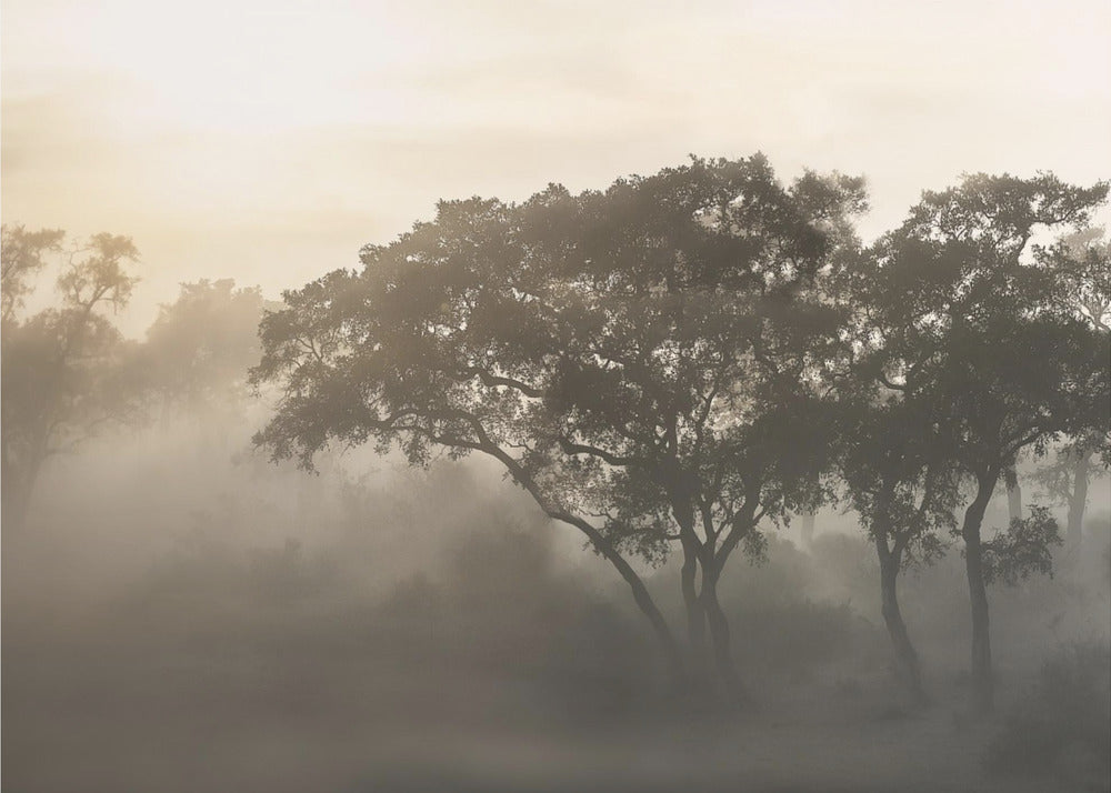 LEVER DE SOLEIL À SAVANE | Papier Peint Photo