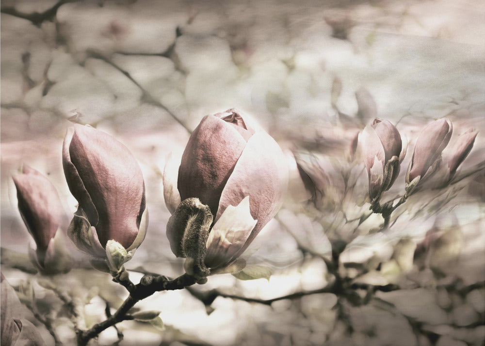 Wiosna magnolii | Fototapeta