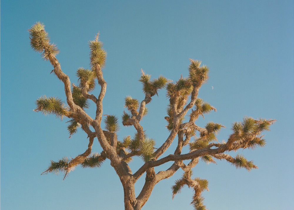 Joshua Tree Maan III | Canvasprints