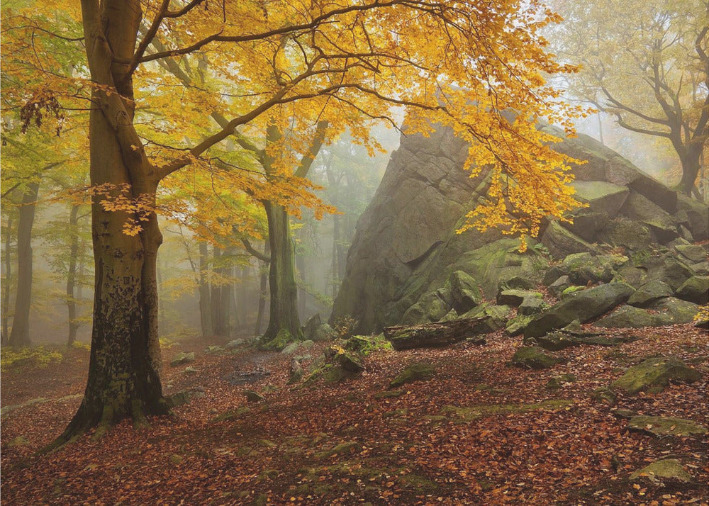 Bosque de otoño | Papel Pintado Fotográfico