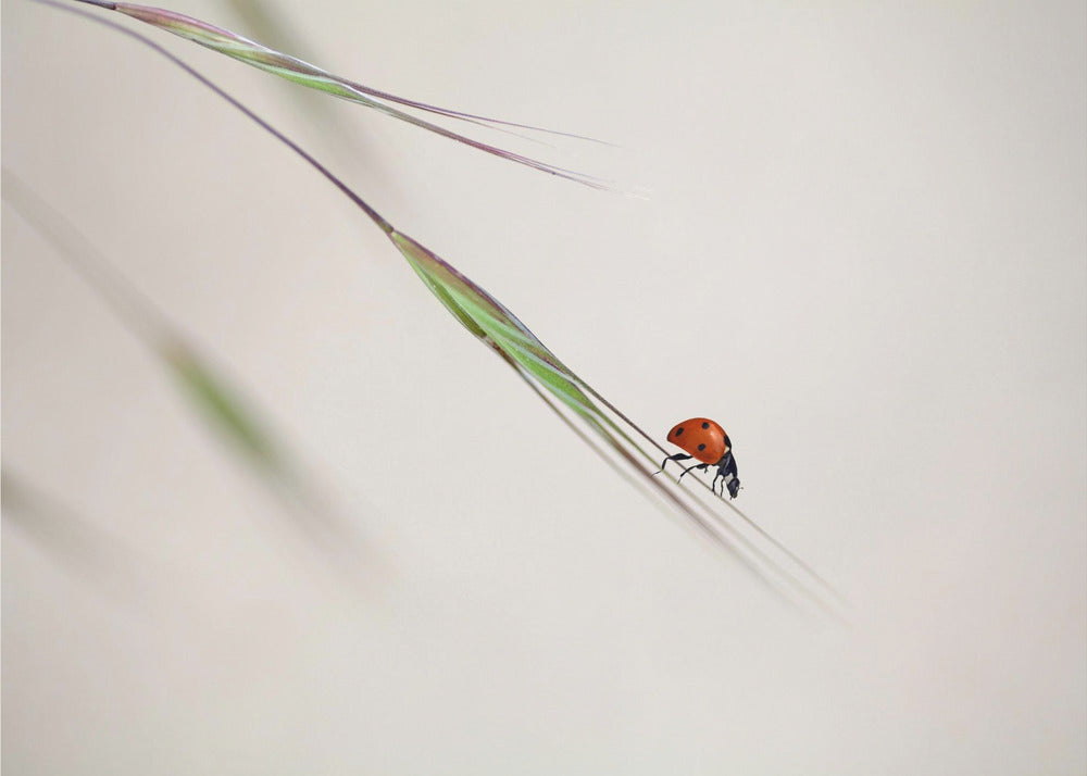 coccinelle | Papier Peint Photo