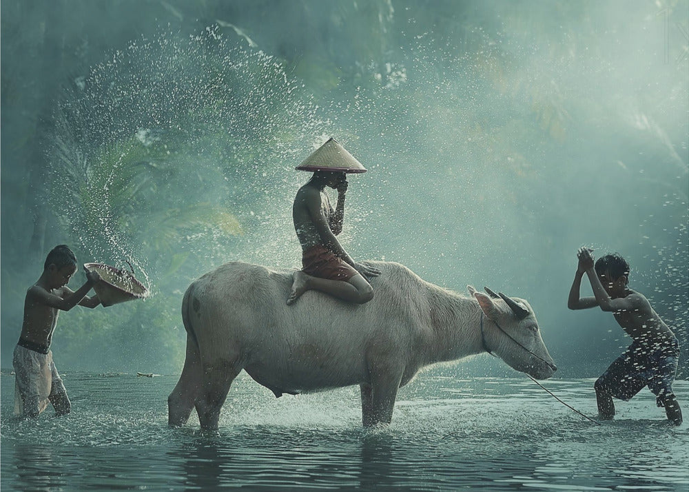 Bufalo d'acqua | Poster - Stampe d’Arte