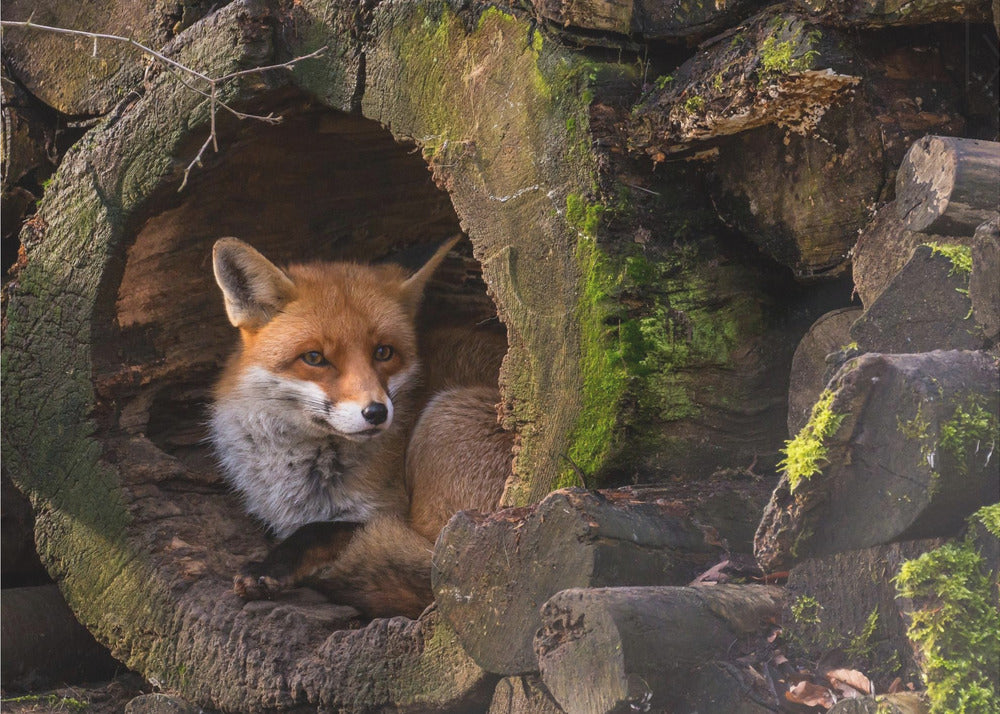 Fuchs | Poster - Kunstdruck