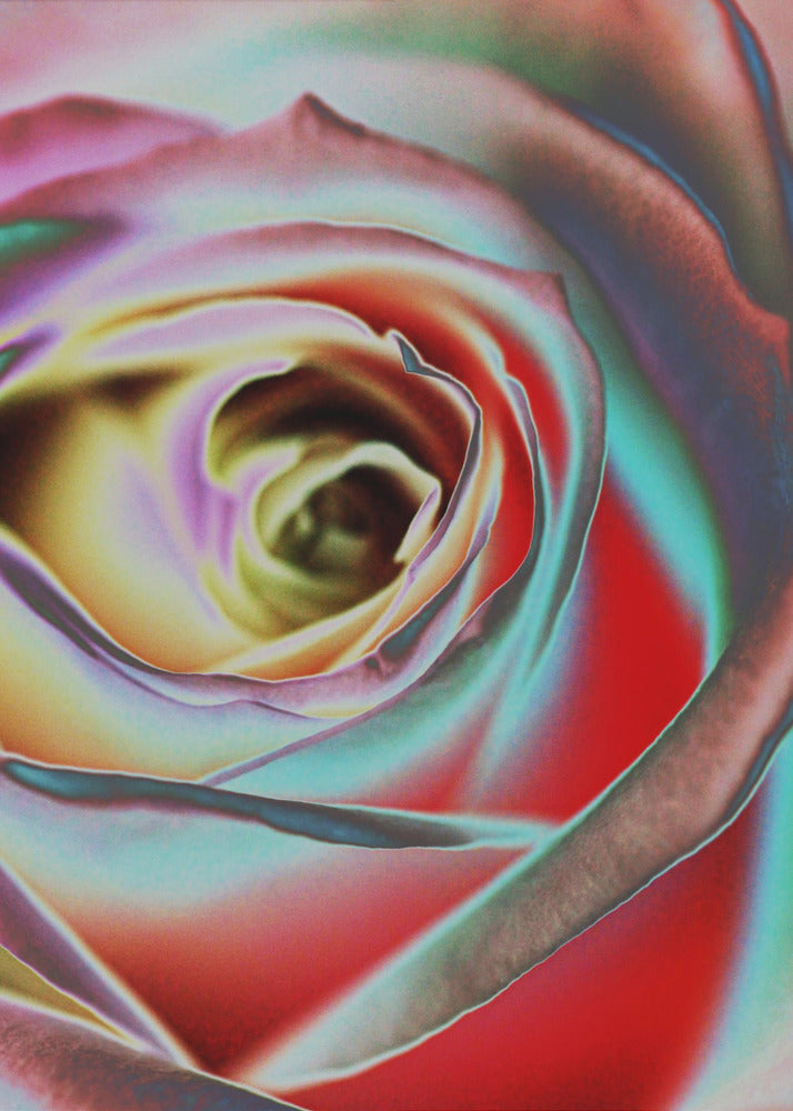 Rosa | Impresiones en Lienzo