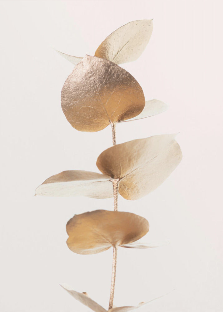 Eukalyptus Guld Nr 06 | Canvas