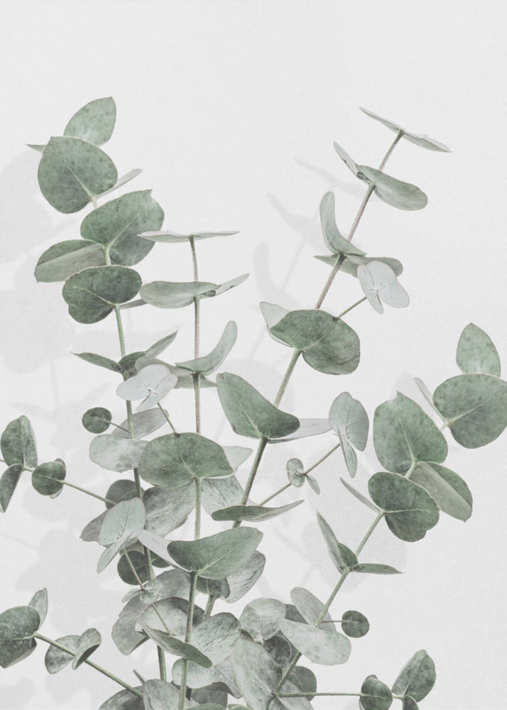 Eukalyptus Luova 16 | Canvastaulut